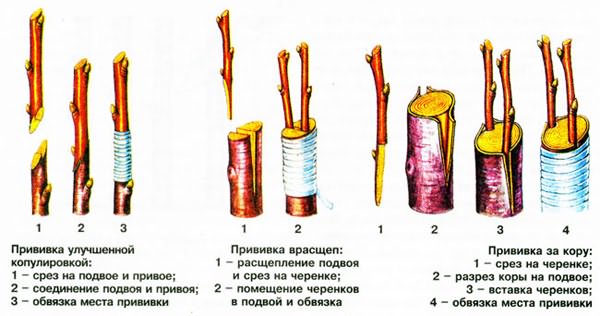 Прививка на черемуху что можно привить