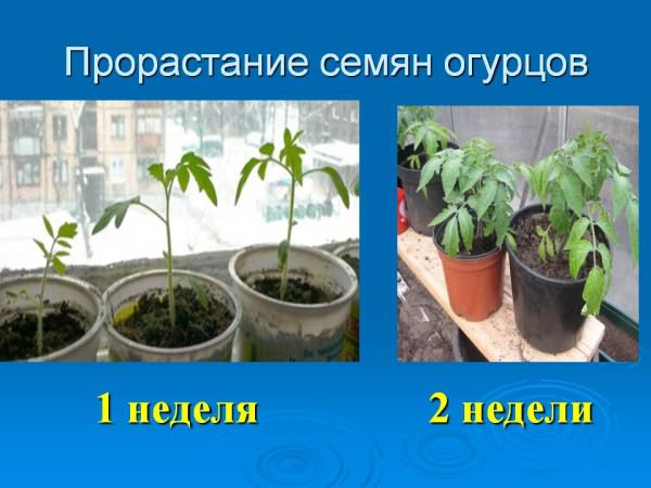 балконе выращивание