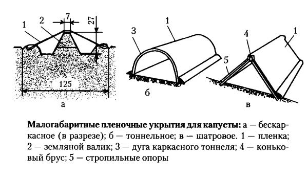 капусты белокочанной