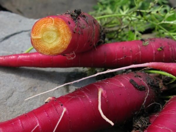 насіння моркви