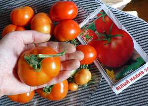 высаживать помидоры