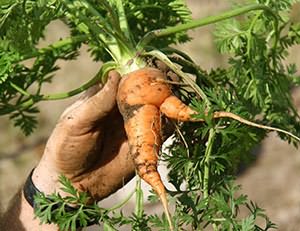 вырастить морковь
