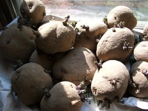 проращивания картофеля