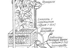 рассады огурцов