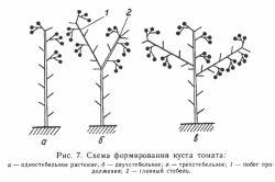 помидоры теплице