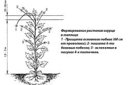 огурцов открытом