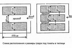 сорта томатов