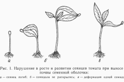 выращивать помидоры