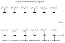 посадки клубники