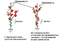 помидоров теплице