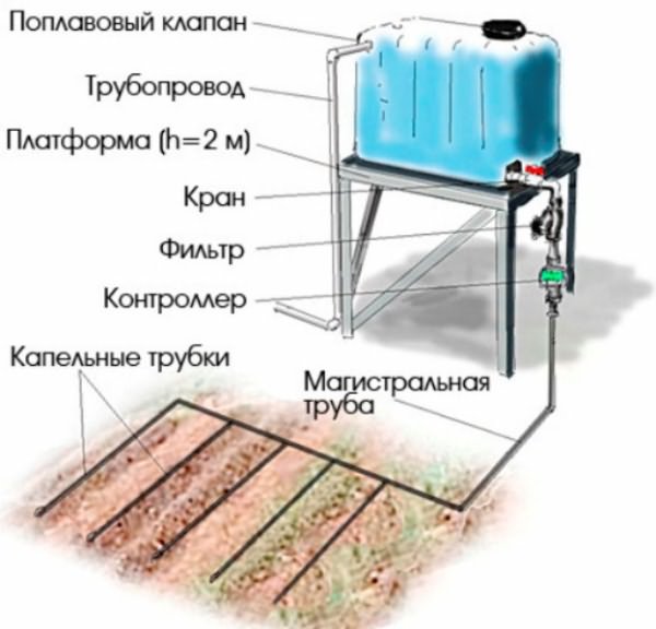 огурец