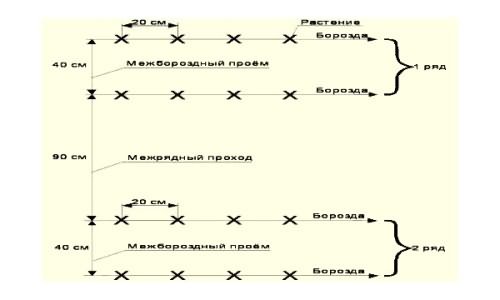 рассаду огурцов