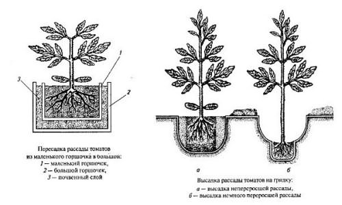 теплица