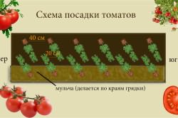 помидор теплицу