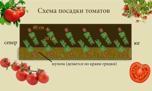 посадить помидоры