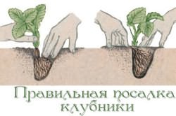 клубника