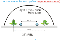 выращивания огурцов