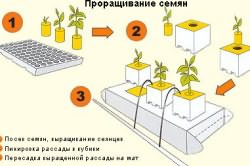 выращивание зелени