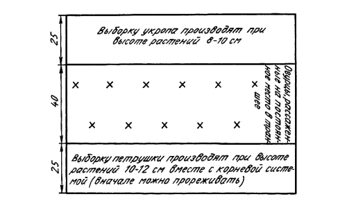 выращивании огурцов