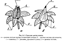 скручиваются листья