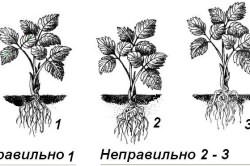 клубники открытом