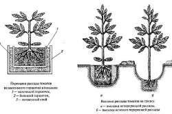 высадки рассады