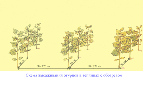 огурцы теплице