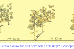 выращивать огурцы