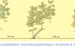 огурцов открытом грунте