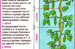 огурцов теплиц