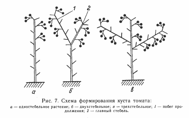 типом развития