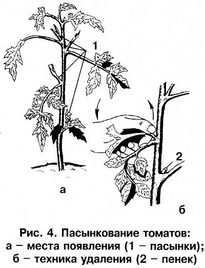 томатов теплице