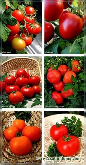 штамбовых томатов
