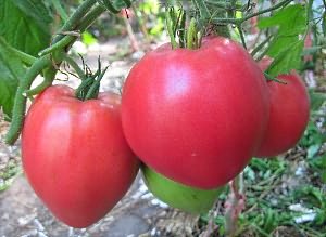 томатов открытого