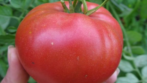 рассаду помидор