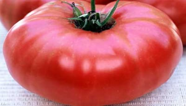 томатов открытого