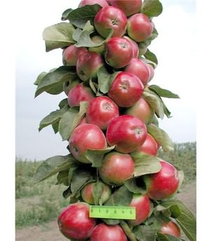 колоновидных яблонь