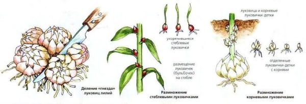 пересадить лилию