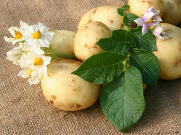 картофеля семенами