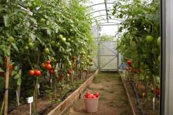 выращивания помидоров