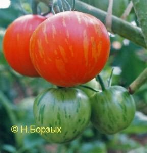 ранних томатов