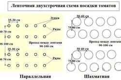 посадки томатов