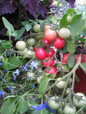 вырастить помидоры балконе