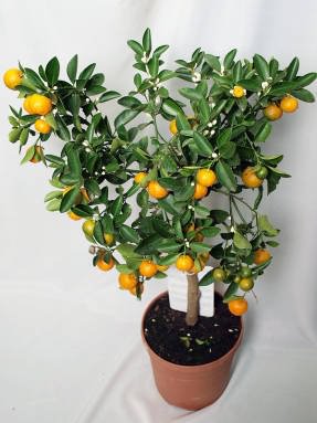 вырастить лимон