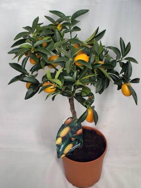вырастить лимон