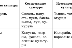 клубники теплице