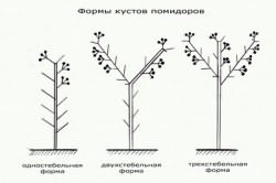 сортов томатов