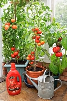 томатов подоконнике