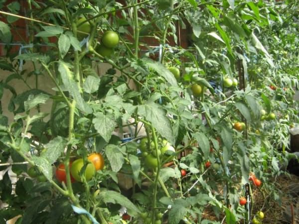 удобрения томатов