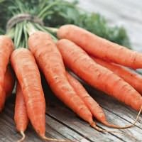 сбора моркови